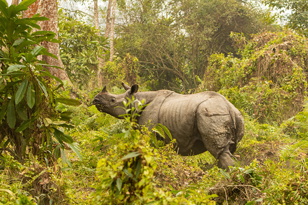 Chitwan